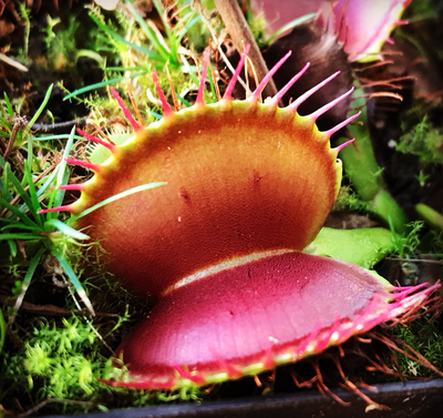 Dionaea muscipula ‘Big Mouth’ Venus Flytrap (small)