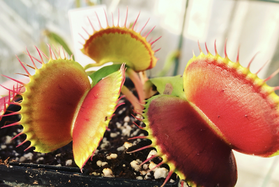 Dionaea muscipula B52 Giant Venus Flytrap (small)