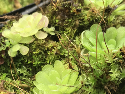 Pinguicula jaumavensis - Miniature Butterwort