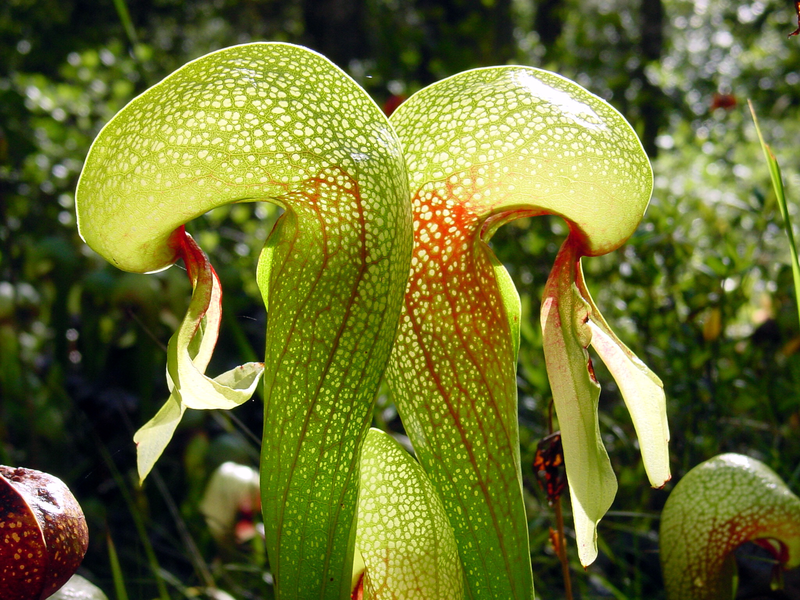 Darlingtonia californica “Cobra Lily”- medium sized adult plant.