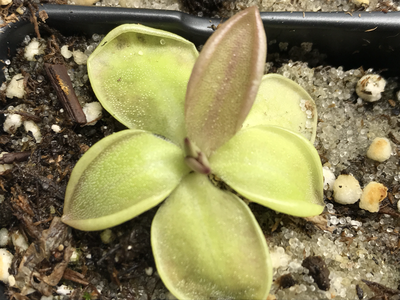 Pinguicula laueana (medium)