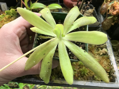 Pinguicula Aphrodite (Medium)