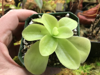 Pinguicula gigantea (medium )