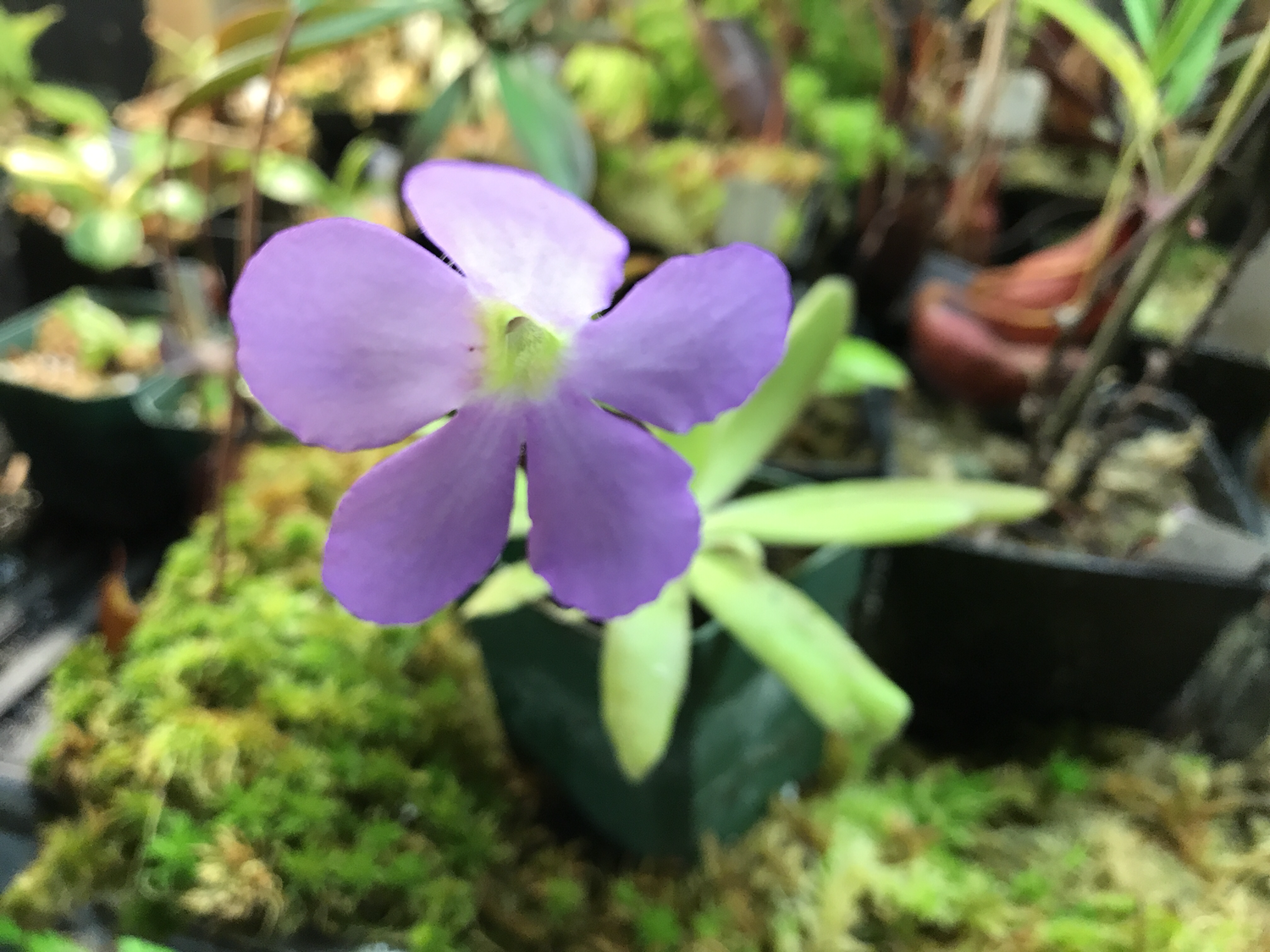 Pinguicula Aphrodite (Medium)