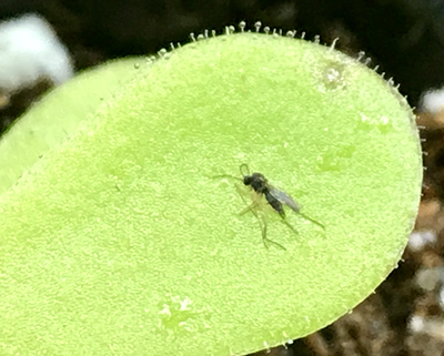 Pinguicula “John Rizzi” (small)