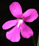 Pinguicula “John Rizzi” (small)