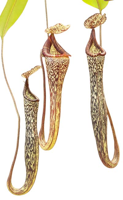 Nepenthes vogelii BE-3256 