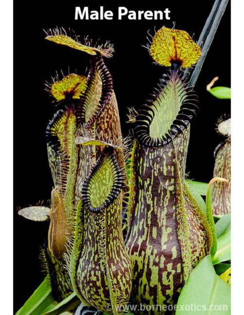 Nepenthes spectabilis x hamata BE- 3871