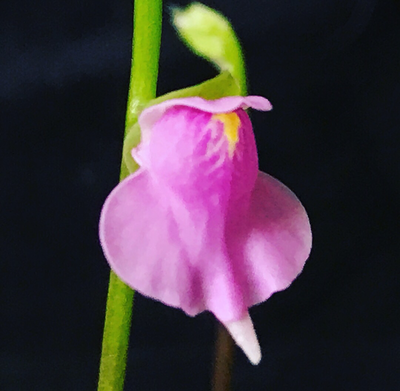 Utricularia calycifida cv. Asenath Waite