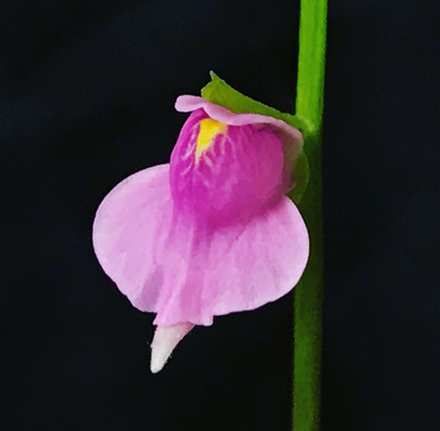 Utricularia calycifida cv. Asenath Waite
