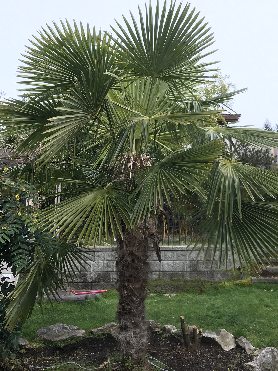 Trachycarpus fortunei, the Chinese windmill palm (Medium) 