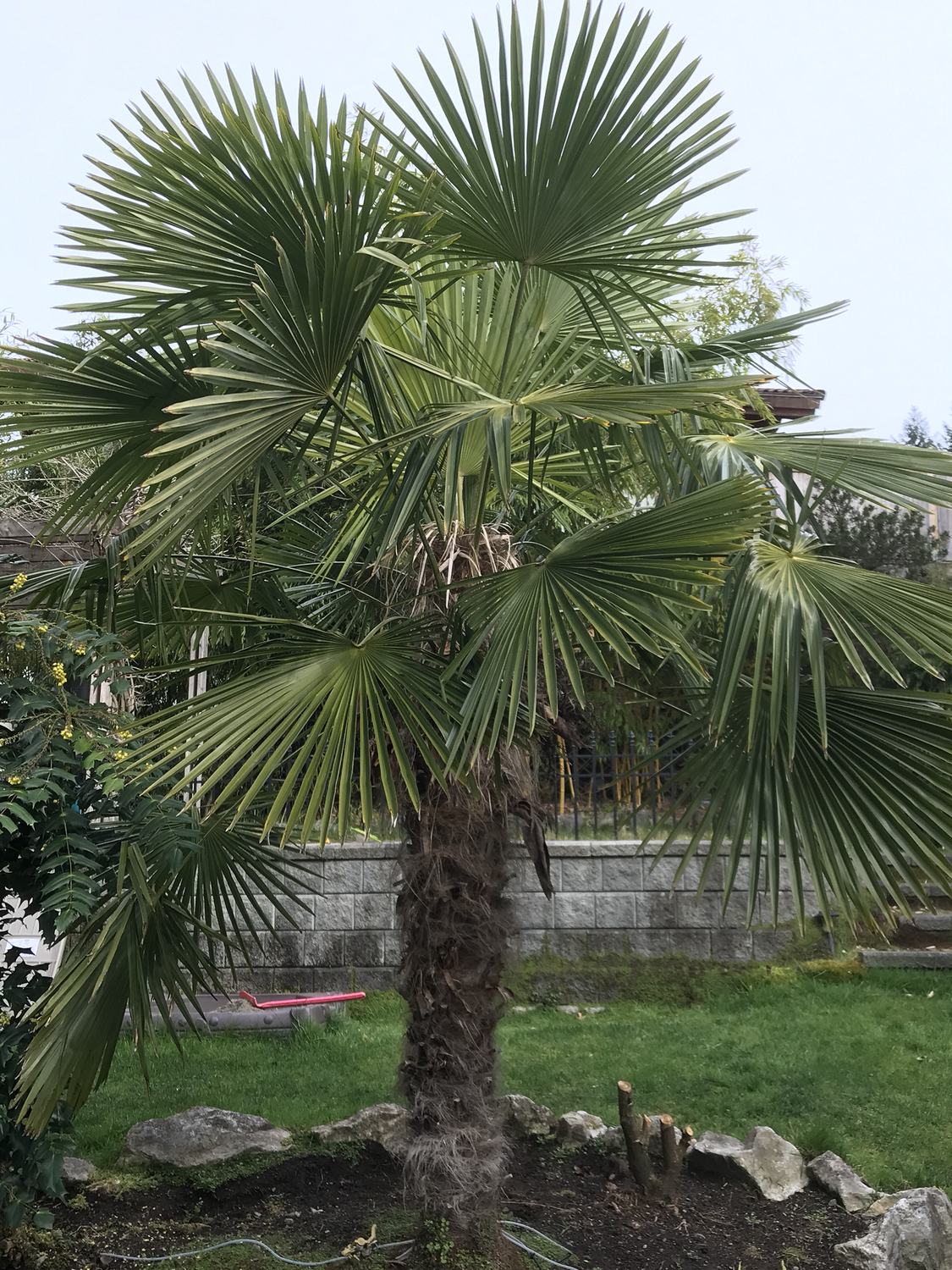 Trachycarpus fortunei, the Chinese windmill palm