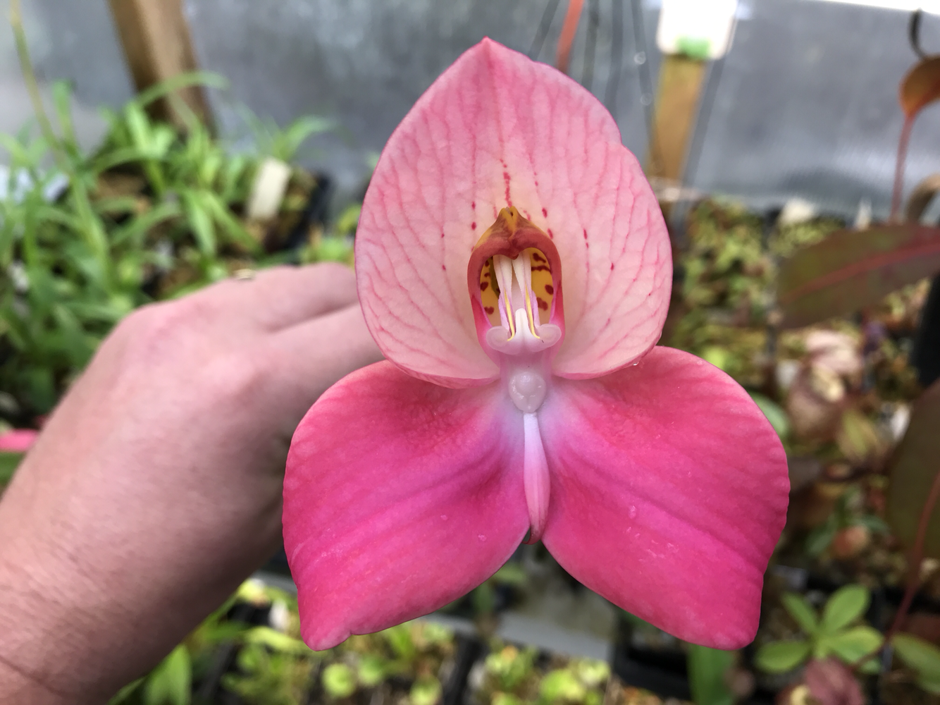 Disa unidorosa Orchid “Rosy Face”