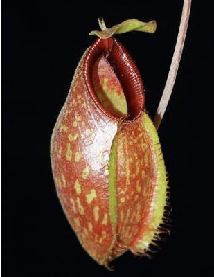 Nepenthes aristolochioides x Red Hairy hamata BE-3898