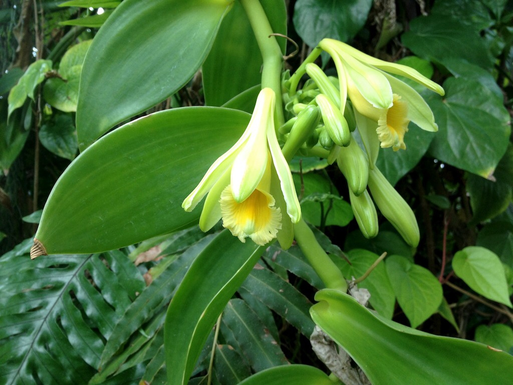 Vanilla planifolia Orchid Cuttings