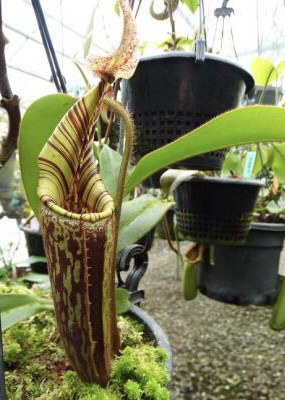 Nepenthes hurrelliana BE-3921 (mollis) 