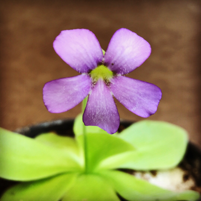 Pinguicula gigantea (medium )