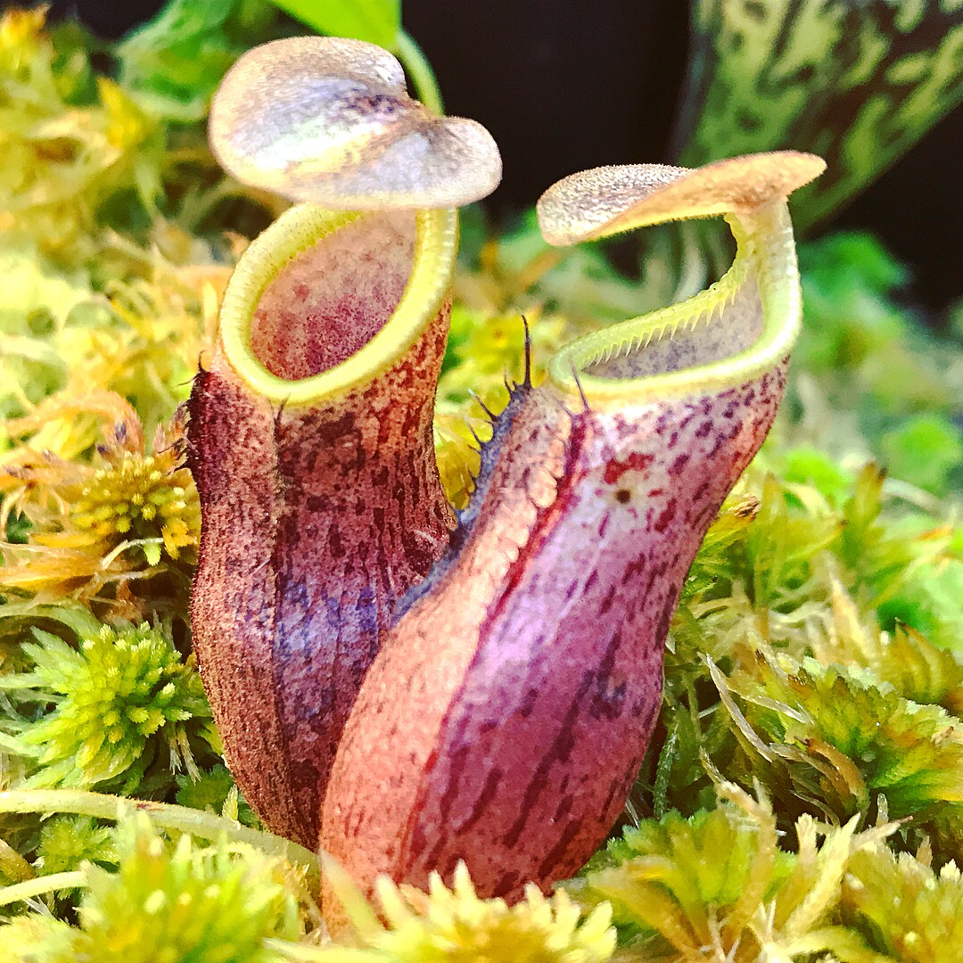 Nepenthes taminii