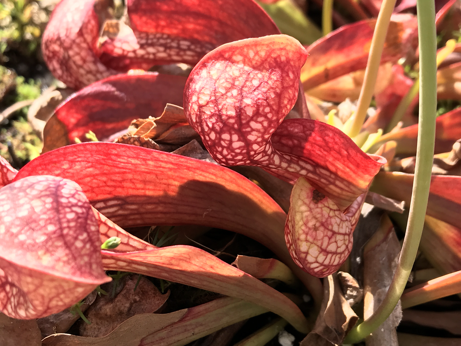 Sarracenia psittacina Great For Indoor Terrariums!