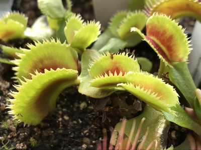 Dionaea muscipula  “Green Saw Tooth” Venus Flytrap (small)