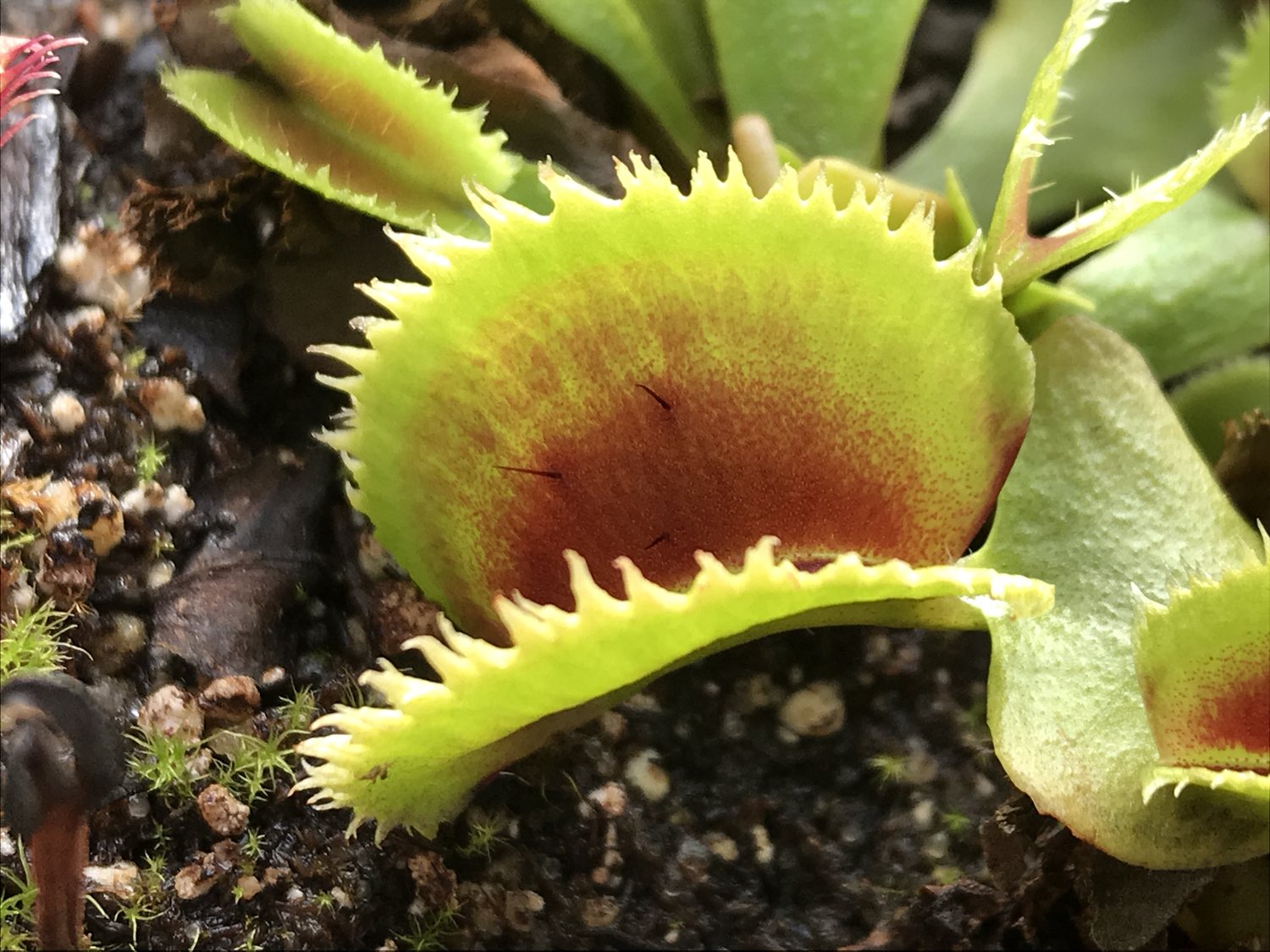 Dionaea muscipula  “Green Saw Tooth” Venus Flytrap (small)