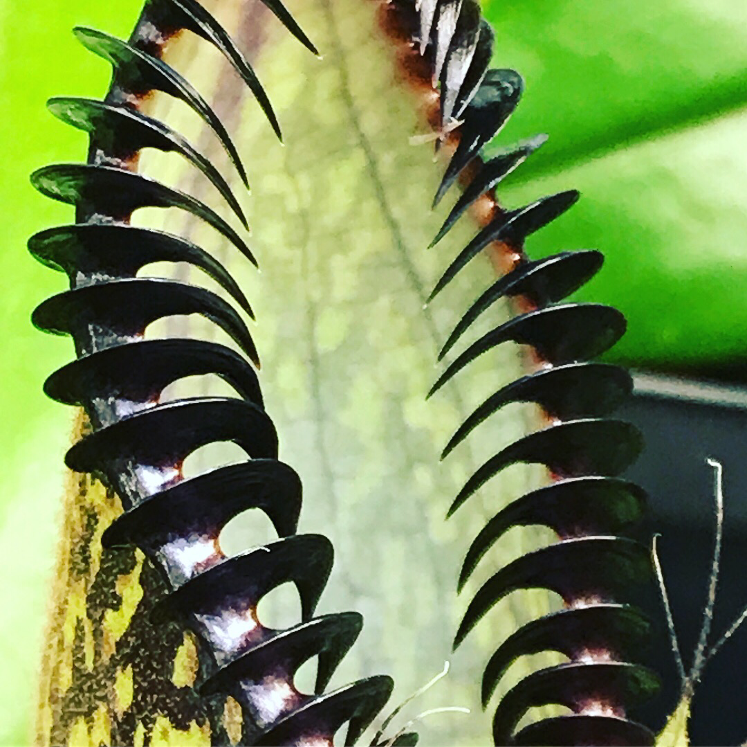 Nepenthes hamata Gng. Lumut BE-3380 (small)