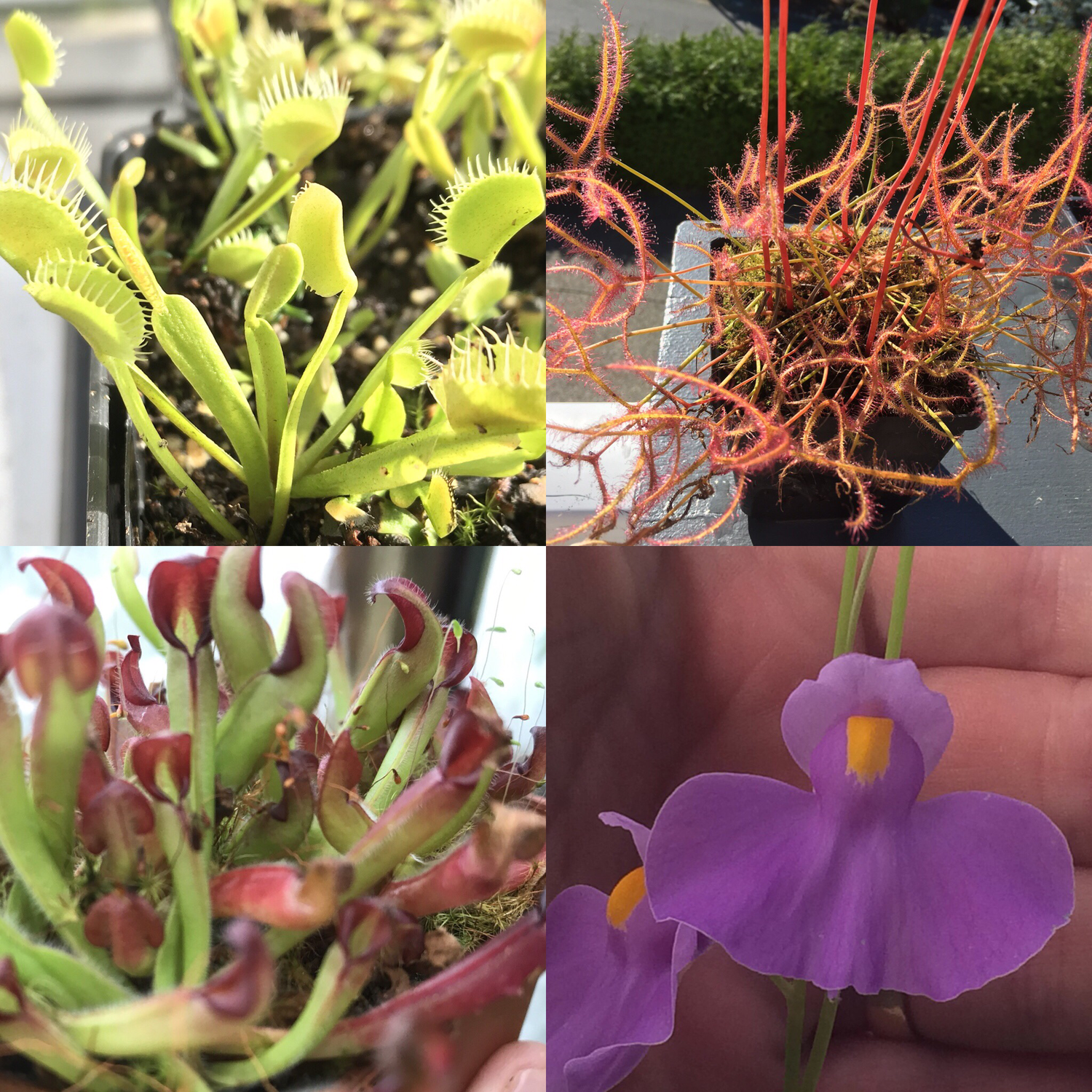 Ultimate Beginners Carnivorous Plant Starter Kit