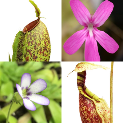 Ultimate Beginners Carnivorous Plant Starter Kit