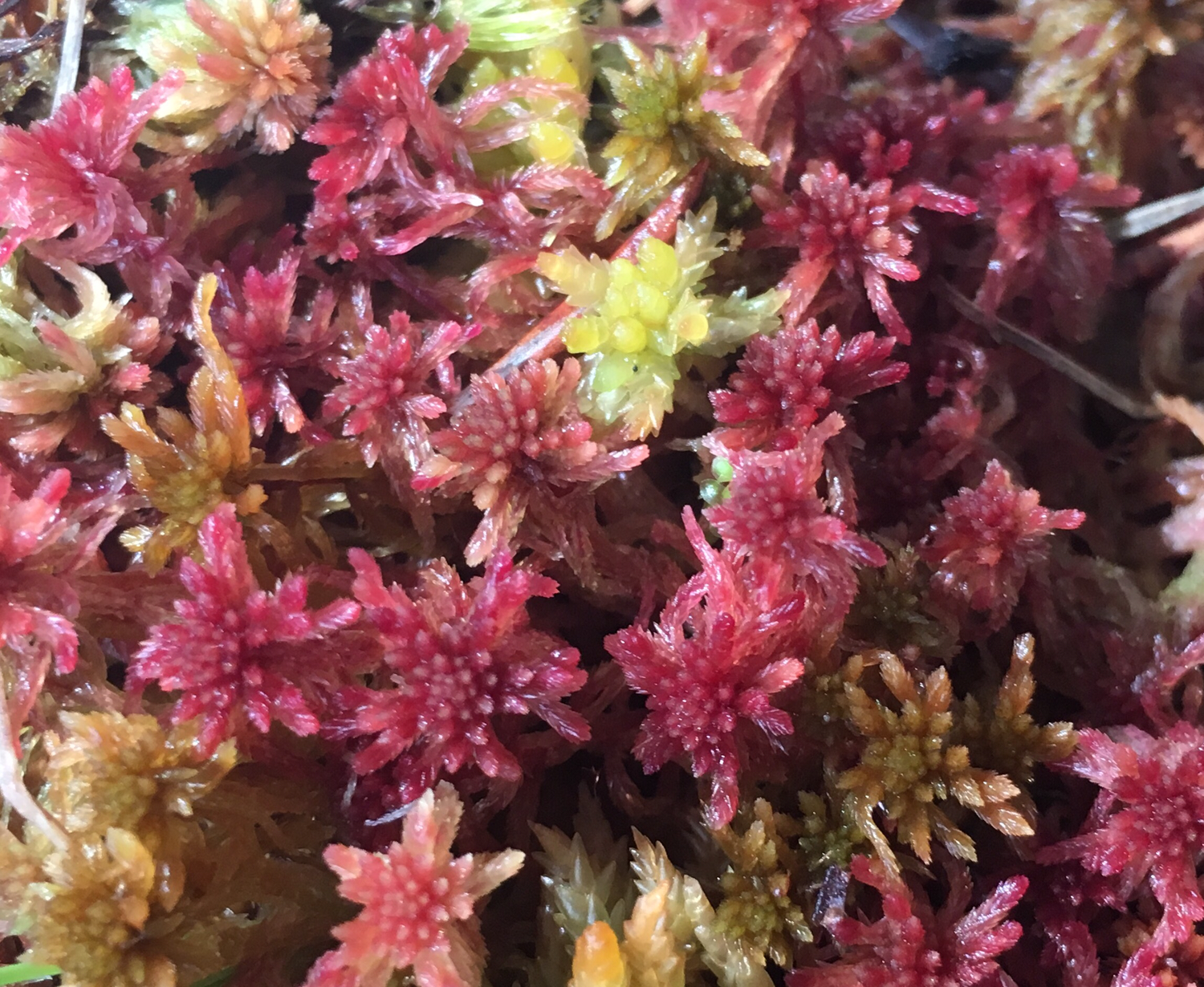 Live Red/ Brown/ Green Species Sphagnum Moss mix