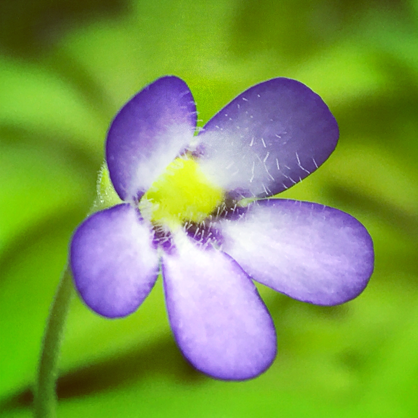 Pinguicula agnata “True Blue” (Medium )