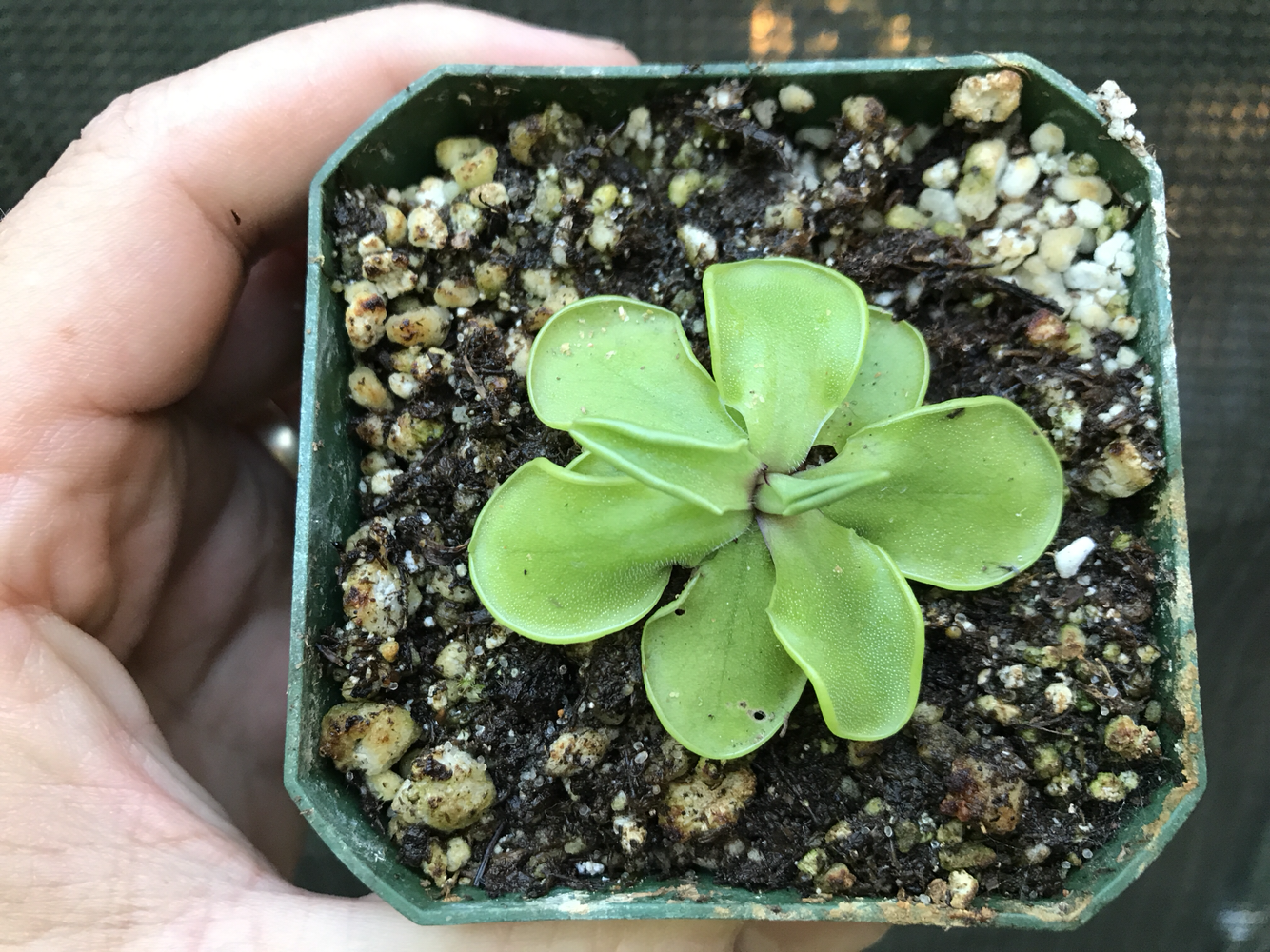 Pinguicula emarginata