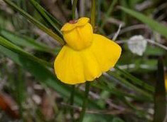 Utricularia praelonga