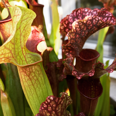 Sarracenia “Judith Hindle” x Self