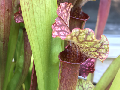 Sarracenia “Judith Hindle” x Self
