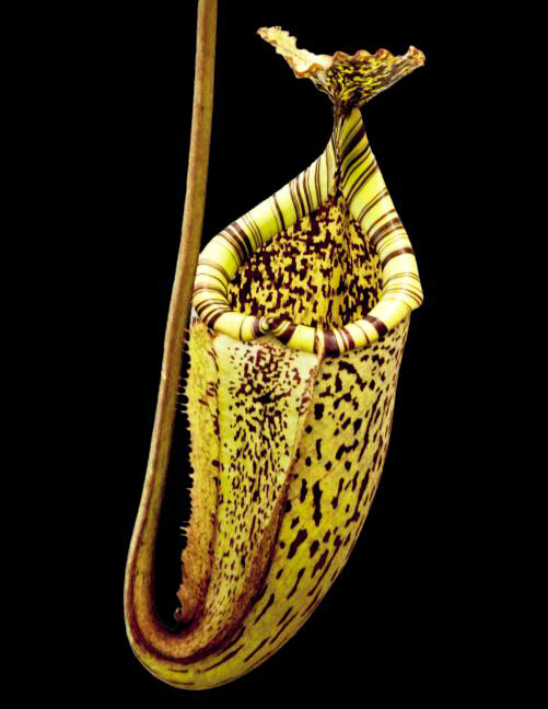 Nepenthes burbidgeae BE-3848
