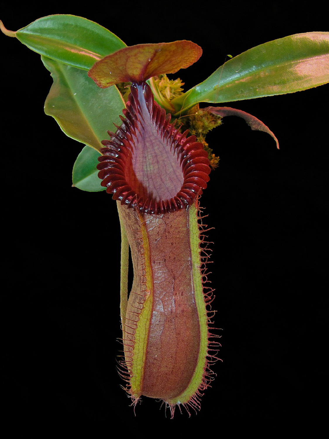 Nepenthes hamata x edwardsiana