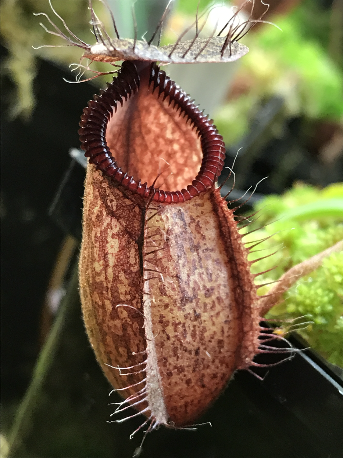 Nepenthes undulatifloia x hamata