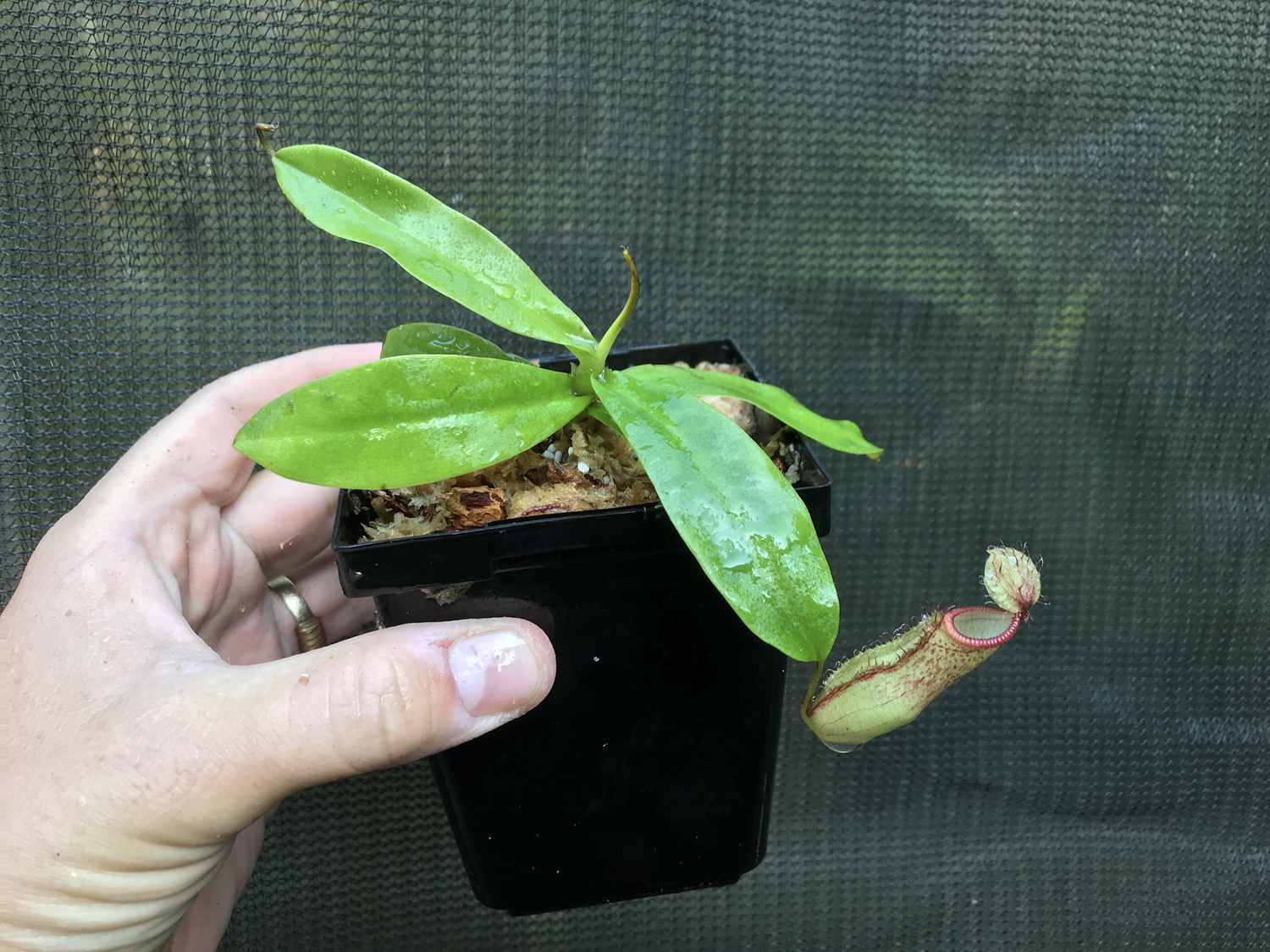 Nepenthes hamata x campanulata
