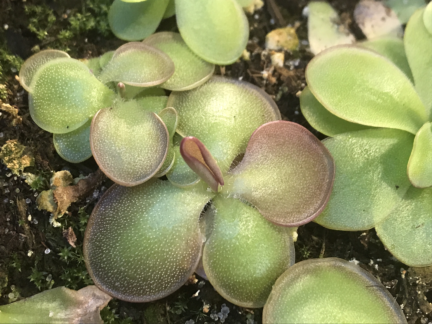 Pinguicula ibarrae - Tlanchinol, Mex.  (Medium )