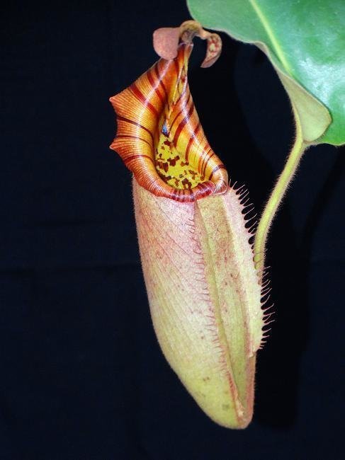 Nepenthes robcantleyi x veitchii BE-3700