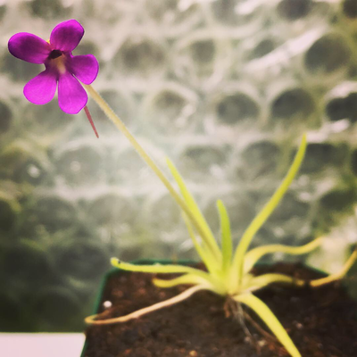 Pinguicula gypsicola x moctezumae (Large)
