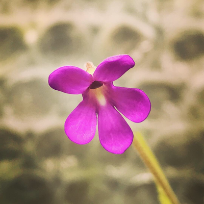 Pinguicula gypsicola x moctezumae (Large)