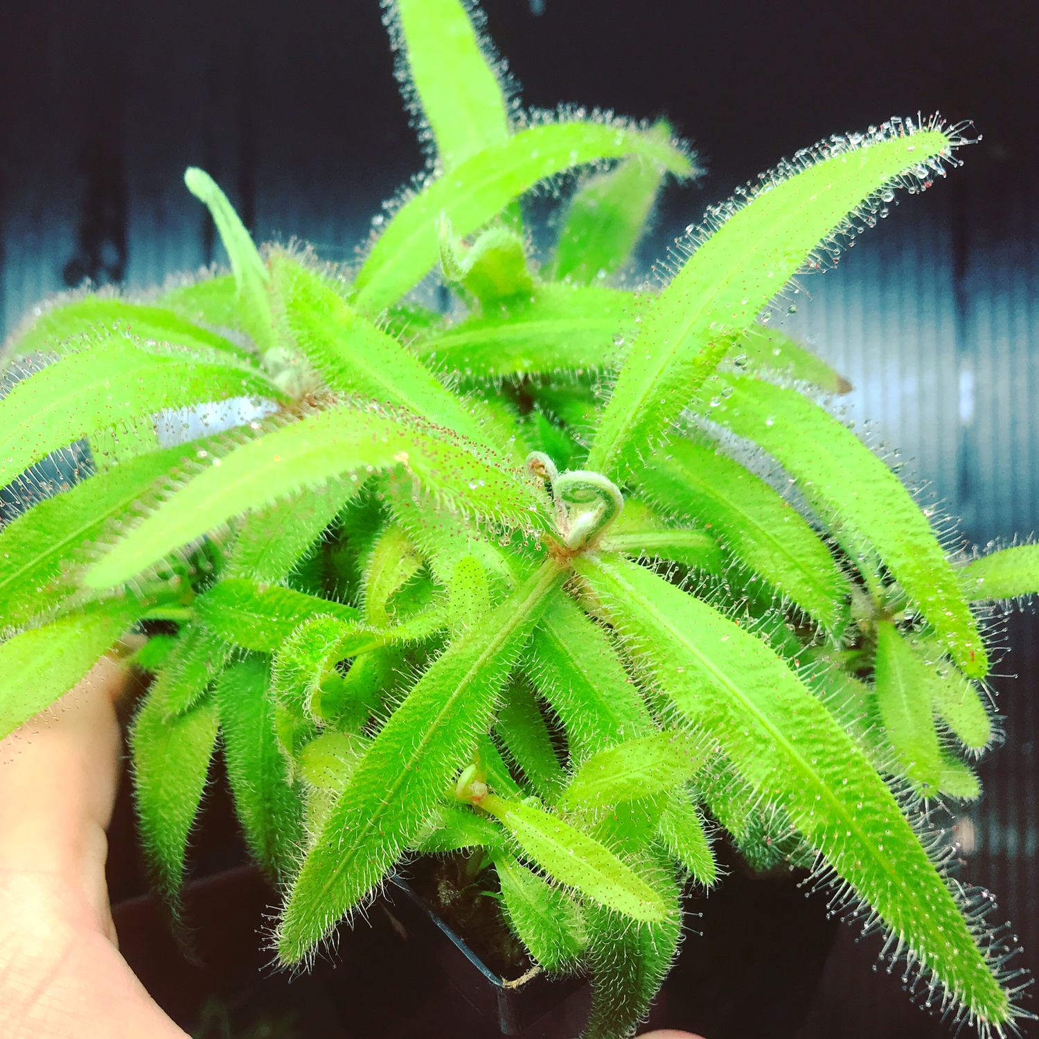 Drosera adelae-The Lance-Leaf Sundew - Buy one get one 1/2 price