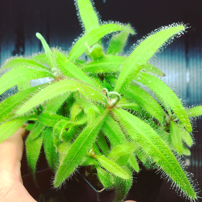 Drosera adelae-The Lance-Leaf Sundew 2+ Plants