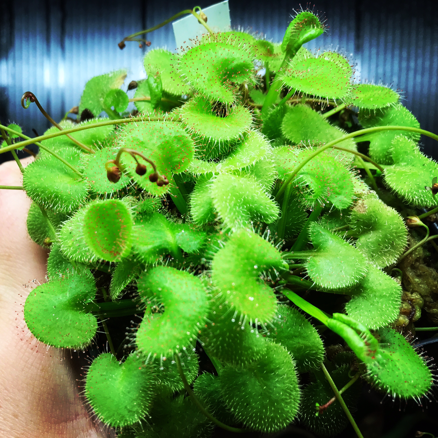 Drosera prolifera Sundew