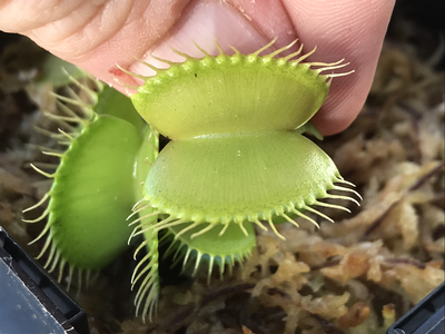 Dionaea muscipula "Green Giant" Venus Flytrap (small)