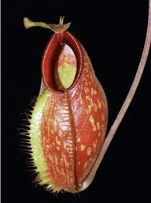 Nepenthes aristolochioides x diabolica - Nice Plants!!