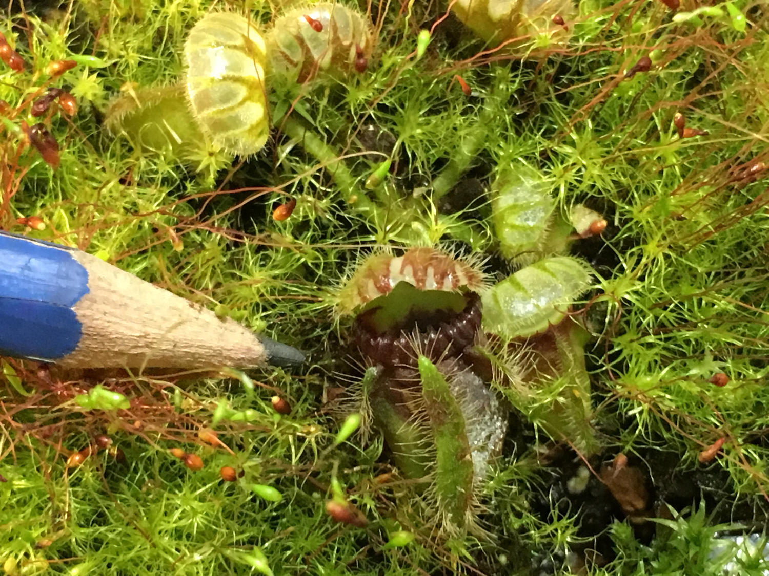 Cephalotus Carnivorous plants for sale Canada