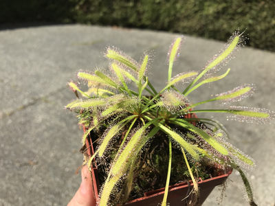 Drosera capensis Lovers Starter Kit (4 Sundews)