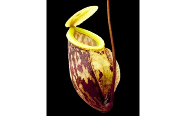 Nepenthes glabrata BE